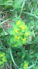 Helioscopia