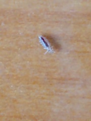 Pediculus humanus capitis