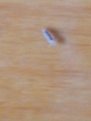 Pediculus humanus capitis