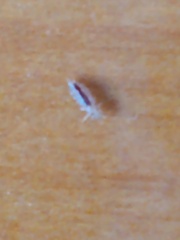 Pediculus humanus capitis