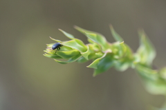 Mecinus janthiniformis