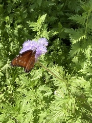 Danaus gilippus
