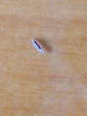 Pediculus humanus capitis