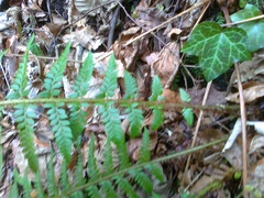 Polystichum aculeatum