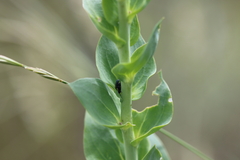 Mecinus janthiniformis