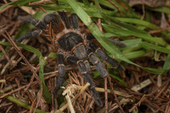Homoeomma uruguayense