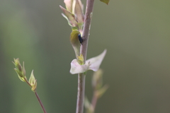 Mecinus janthiniformis