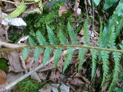 Polystichum aculeatum