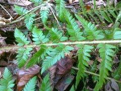 Polystichum aculeatum