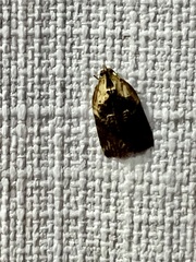 Cryptoptila australana