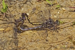 Progomphus obscurus