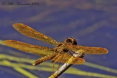 Perithemis tenera