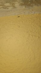 Beosus maritimus