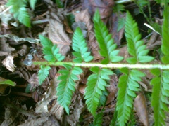 Polystichum aculeatum