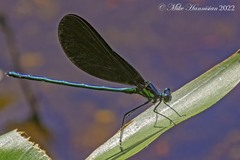 Calopteryx maculata