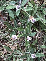 Phyla nodiflora