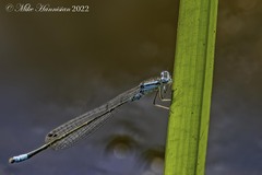 Enallagma divagans