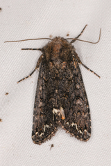 Melanchra pulverulenta