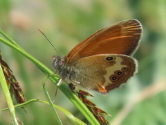 Coenonympha
