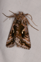 Autographa pseudogamma
