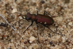 Cicindela scutellaris lecontei