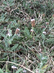 Phyla nodiflora