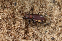 Cicindela scutellaris lecontei