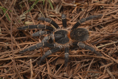 Homoeomma uruguayense