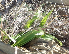 Chlorophytum crispum