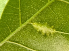 Phylloxera caryaevenae