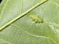 Phylloxera caryaevenae