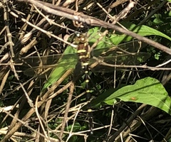 Macromia