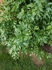 Levisticum officinale
