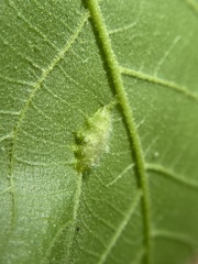 Phylloxera caryaevenae