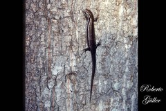 Aspronema dorsivittatum