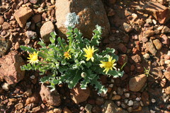 Othonna auriculifolia