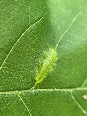 Phylloxera caryaevenae