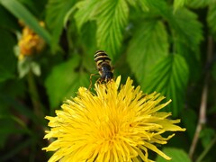 Megasyrphus erraticus