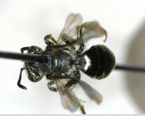 iNaturalist observation photo of Bees