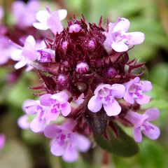 Thymus alpestris