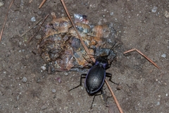 Carabus amplipennis