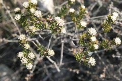 Phylica rogersii