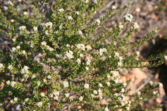 Phylica rogersii