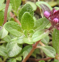 Thymus alpestris