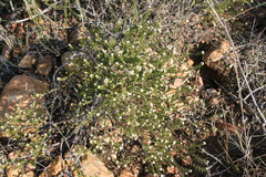 Phylica rogersii