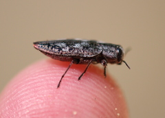 Chrysobothris scabripennis