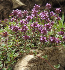 Thymus alpestris