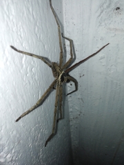 Heteropoda venatoria