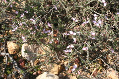 Polygala microlopha