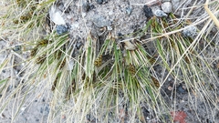 Carex nardina
